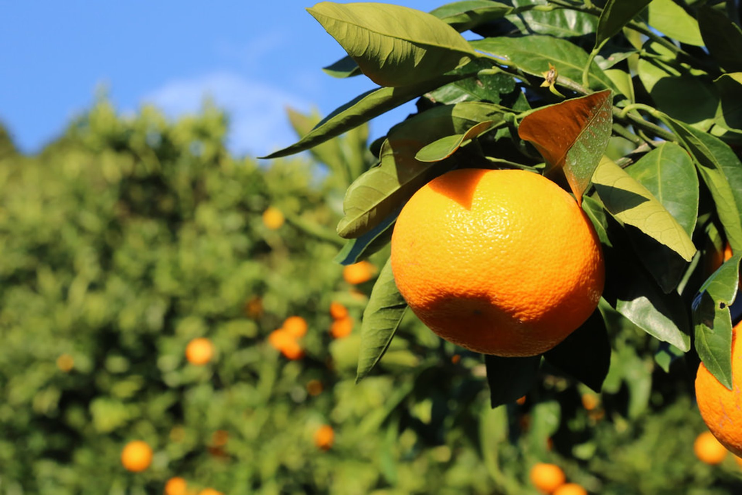 Mikan: The Japanese Mandarin Orange