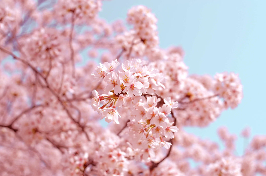 Top Sakura Products That Hit the Shelves in Japan
