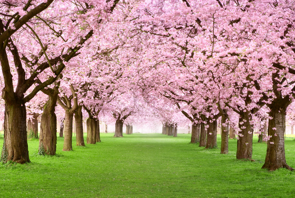 Discovering Sakura: The Best Cherry Blossom Spots Across Japan